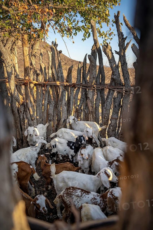 Goats, fenced young animals in a kraal, traditional Himba village, Kaokoveld, Kunene, Namibia