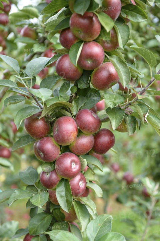 Columnar apple (Malus domestica FLAMENCO), Bundessortenamt Prüfstelle Wurzen, Wurzen, Saxony, Germany