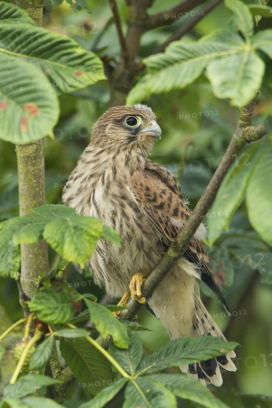 Common Kestrel (Falco tinnunculus) juvenile, Rhineland-Palatinate, Germany