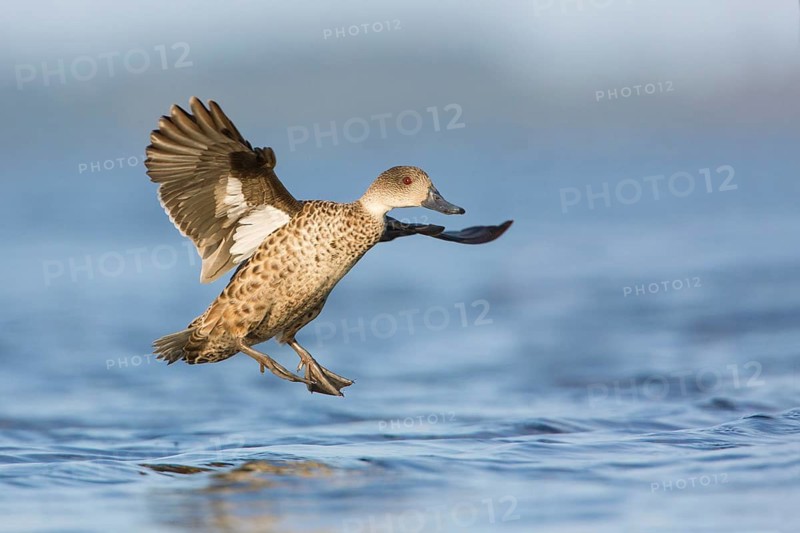 Grey Teal (Anas gracilis) flying, Victoria, Australia
