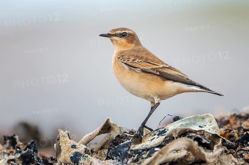 Northern Wheatear (Oenanthe oenanthe) female, Mecklenburg-Western Pomerania, Germany
