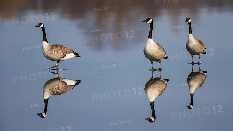 Canada Goose (Branta canadensis) on ice, Baden-Wuerttemberg, Germany