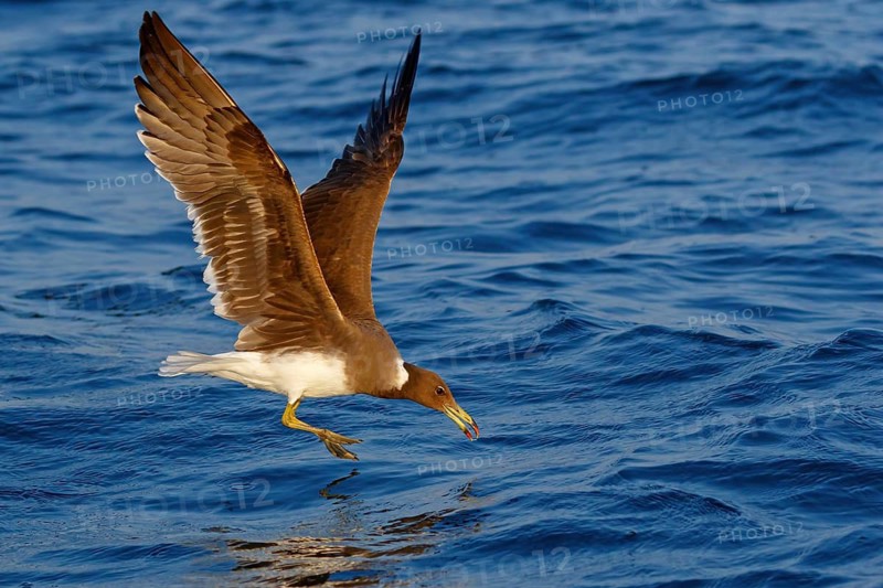 Hemprich's Gull, (Ichthyaetus hemprichii), (Larus hemprichii), Fish Eagle Gull Salalah, Off Mirbat, Dhofar, Oman