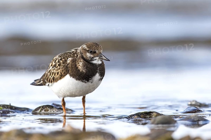 Steinwälzer (Arenaria interpres) Fam. Schnepfenvögel (Scolopacidae)