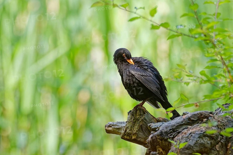 Common blackbird (Turdus merula) preening its feathers while perched on a tree stump in green woodland, adult bird in natural habitat, Poland