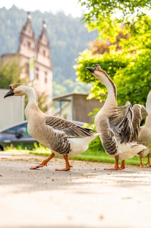 Geese from the monastery, Hirsau, Black Forest, Germany