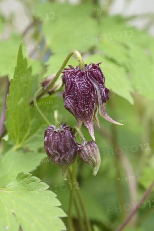 Clematis chiisanensis, Saxon State Institute for Agriculture, Pillnitz, Saxony, Germany