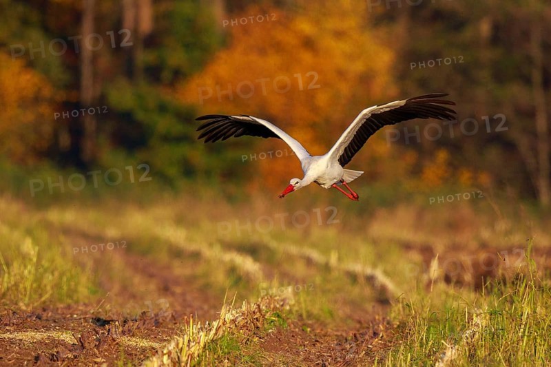 White Stork (Ciconia ciconia) flying, North Rhine-Westphalia, Germany