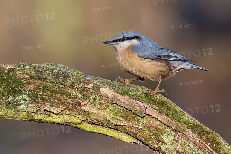 Eurasian Nuthatch (Sitta europaea) perched on a tree trunk, Poland