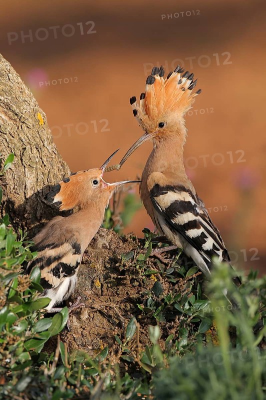 Eurasian Hoopoe (Upupa epops) juvenile, Extremadura, Spain