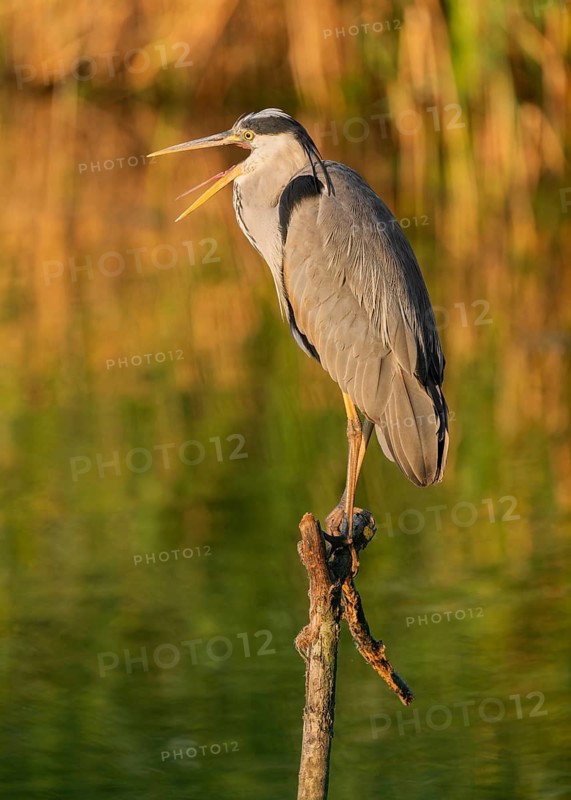 Grey heron (Ardea cinerea) standing on a dead branch by a lake, beak open, warm morning light, Lower Saxony, Germany