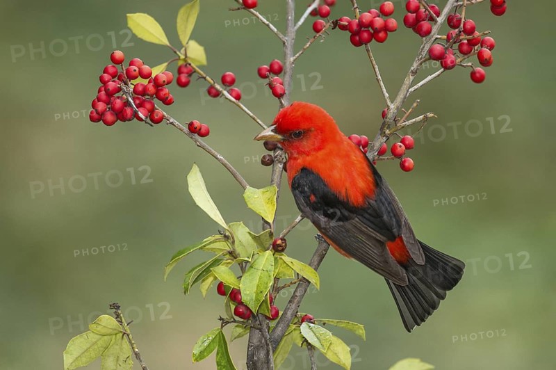 Scarlet Tanager (Piranga olivacea) male perched on a branch, Texas, USA