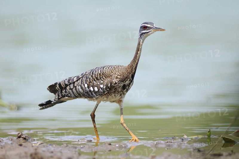Sunbittern (Eurypyga helias), Pantanal, Brazil