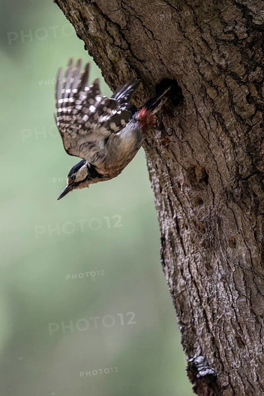 Great spotted woodpecker (Dendrocopos major), taking off, Emsland, Lower Saxony, Germany