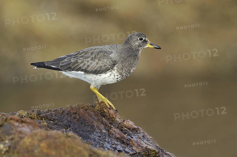 Surfbird (Calidris virgata), British Columbia, Canada