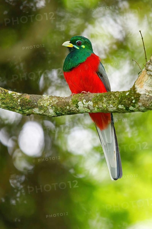 Narina Trogon, (Narina Trogon, Narina's Trogon, (Apaloderma narina), Trogon narina, Trogón de Narina, family of trogons, iSimangaliso Wetland Park, St Lucia, KwaZulu-Natal, South Africa