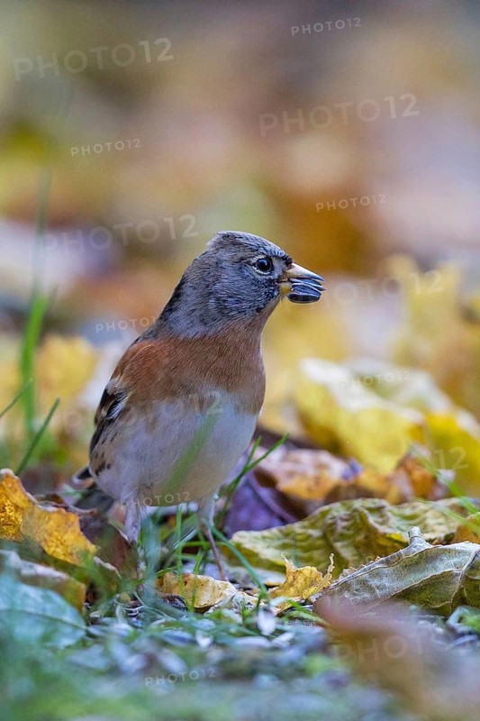 Brambling (Fringilla montifringilla) with sunflower seed in beak, Bavaria, Germany