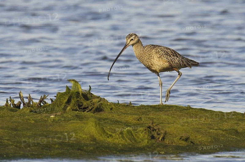 Long-billed Curlew (Numenius americanus), California, USA
