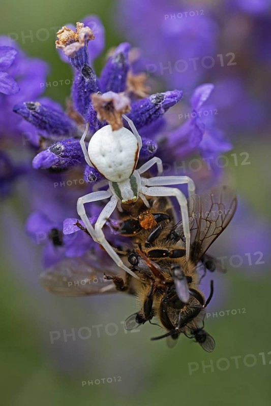 Goldenrod crab spider (Misumena vatia) eats a honey bee, Animals, Insects, Spiders, Baden-Württemberg, Federal Republic of Germany