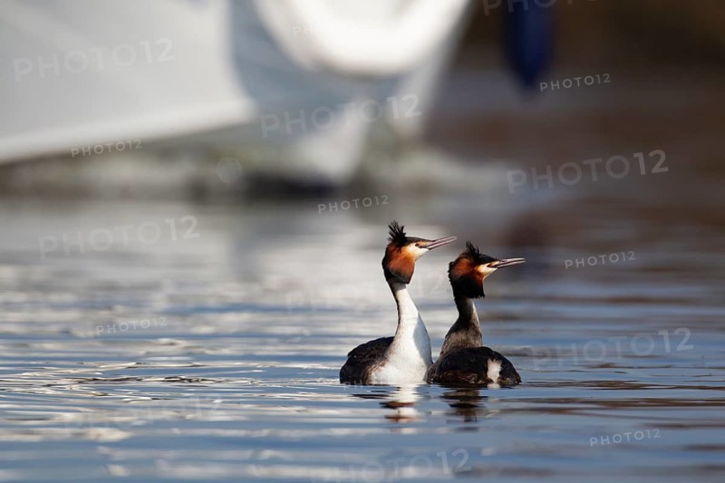 Great crested grebe (Podiceps cristatus) two adult birds performing their love courtship display on a river as a boat passes by in spring, Norfolk Broads, England, United Kingdom