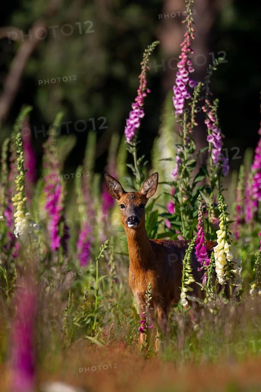 Roe deer (Capreolus capreolus) adult female doe in a woodland with foxglove flowers in the summer, England, United Kingdom