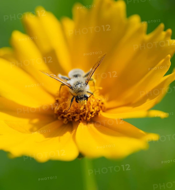 Bee (Apiformes) blooming on a girl's eye (Coreopsis), in the garden, Lower Saxony, Germany