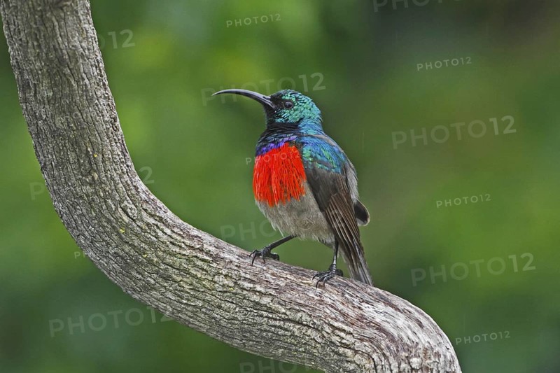 Greater Double-collared Sunbird (Cinnyris afer) male, Western Cape, South Africa