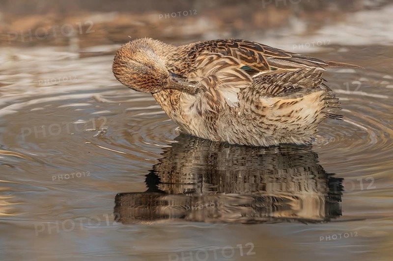 Female Duck Eurasian Tealswim (Anas crecca) sits on the water and observes her surroundings. The reflection of her body is visible on the surface of the water. It is cold and the day is getting dark. Bas Rhin, Alsace, France