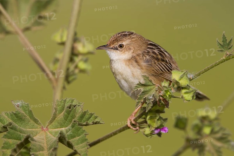 Zitting Cisticola - Zistensänger - Cisticola juncidis ssp. cisticola, Morocco