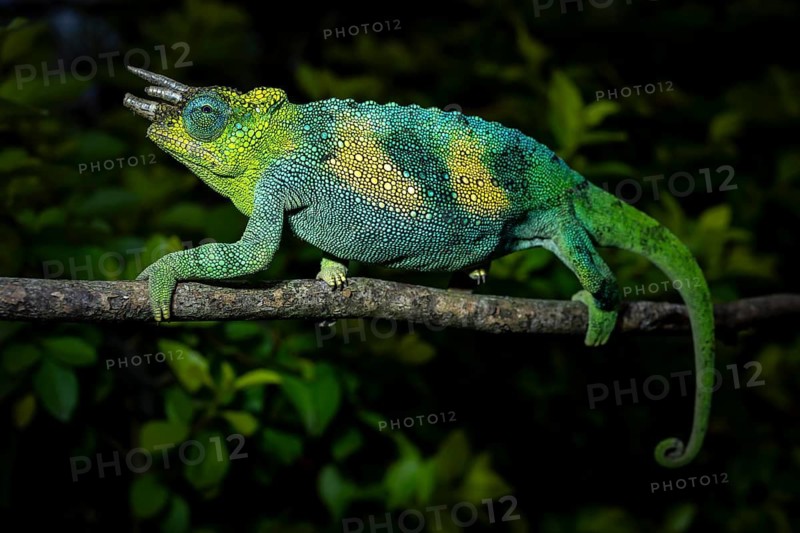 Three-horned chameleon (Trioceros jacksonii), male, Bwindi Impenetrable Forest National Park, Uganda