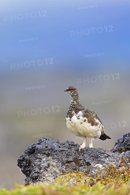 Rock ptarmigan, (Lagopus mutus), animals, birds, hen, pheasant family, Laxamýri, Húsavík, Iceland