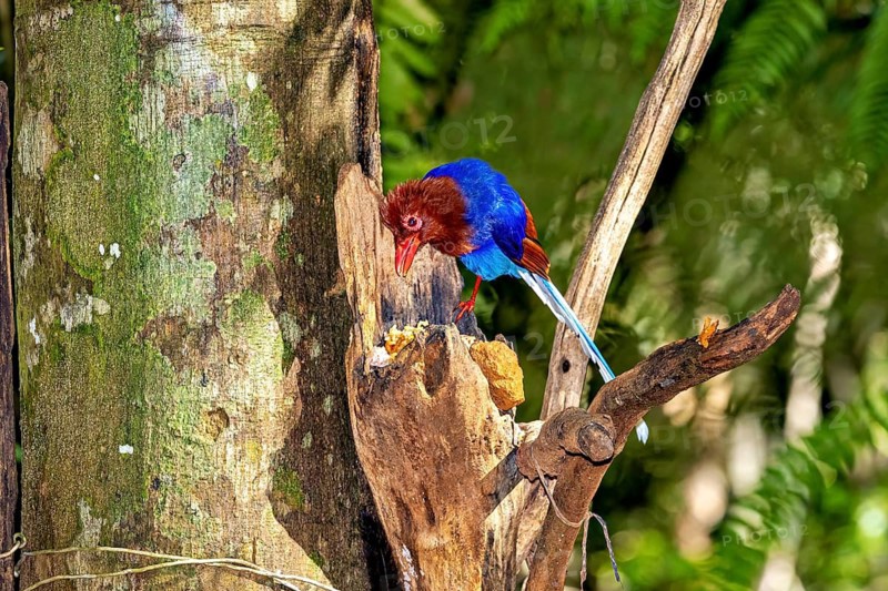 A colourful bird on a branch attentively observes its feeding place, an ornamental kitta in the jungle of Ratnapura in Sri Lanka (Urocissa ornata)