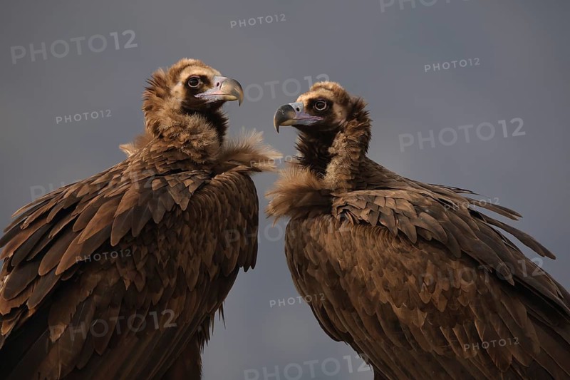 Close-up image of two Cinereous vultures perched close to each other, showcased against a muted background, emphasizing their detailed feather texture and piercing gaze