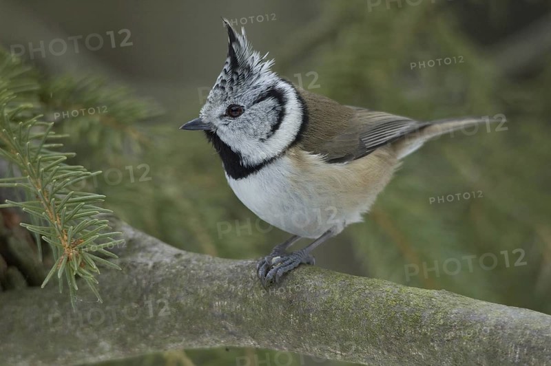 European Crested Tit (Lophophanes cristatus), Saxony, Germany