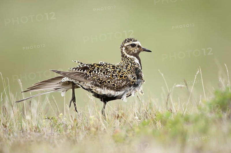 European Golden Plover (Pluvialis apricaria), Iceland