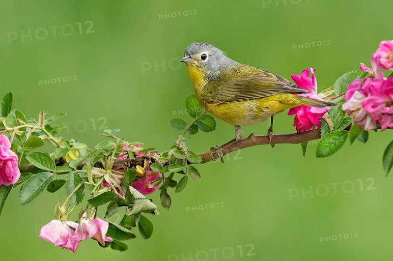 Nashville Warbler (Leiothlypis ruficapilla) perched on a branch, Texas, USA
