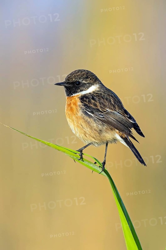 Stonechat, Saxicola torquata, male, Israel