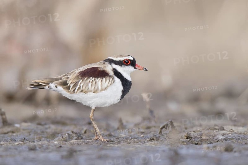 Black-fronted Dotterel (Elseyornis melanops), Western Australia, Australia