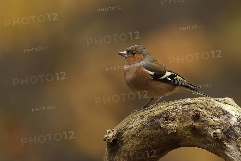 Common Chaffinch (Fringilla coelebs) male, Utrecht, Netherlands