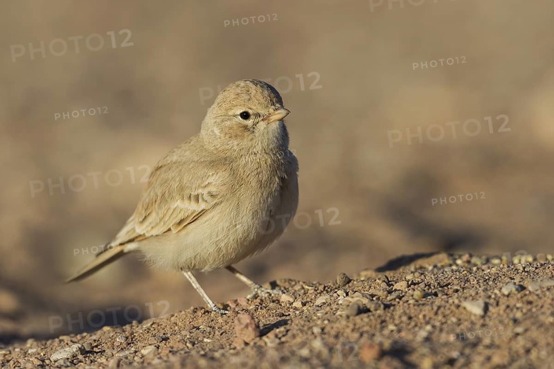 Bar-tailed Lark (Ammomanes cinctura), Eilat, Israel