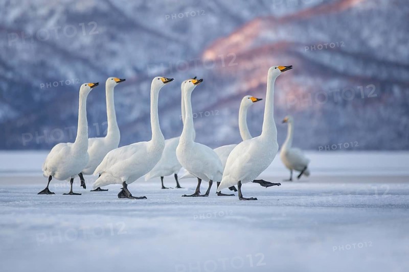 Whooper Swan (Cygnus cygnus) group, Hokkaido, Japan