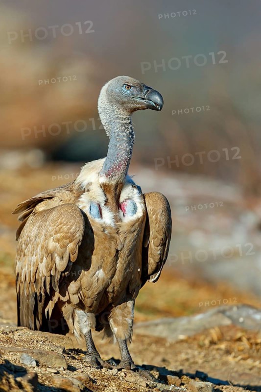 Cape Vulture, also cape griffon (Gyps coprotheres), Giant's Castle Hide, KwaZulu-Natal, South Africa