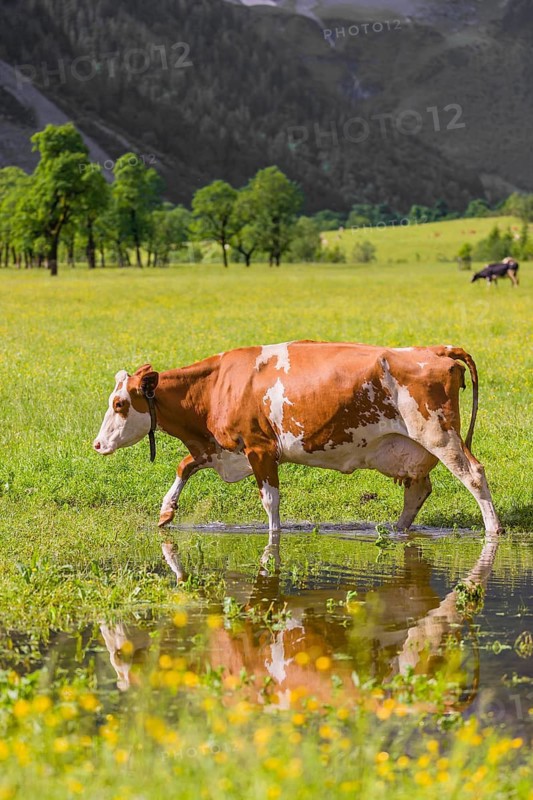 Holstein Friesian cattle crosses a puddle in a green meadow. A reflection of the cows and the mountains can be seen in the puddle. Eng Valley, Austria