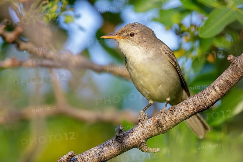 Olive warbler, (Hippolais olivetorum), animal, animals, bird, birds, biotope, habitat, perch, branch, twig, foraging, songbird, reed warbler family Lesvos, Greece