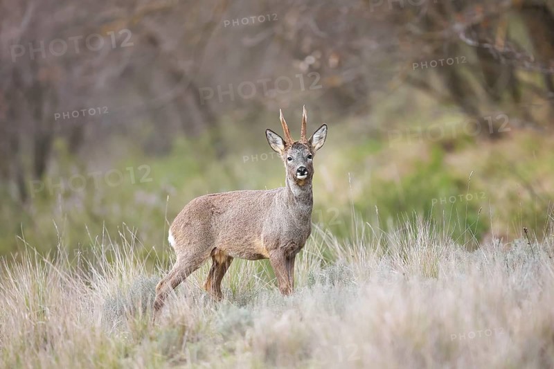 A graceful roe deer stands alert in a lush meadow, surrounded by tall grass and woodland. The scene captures the essence of nature and wildlife in harmony