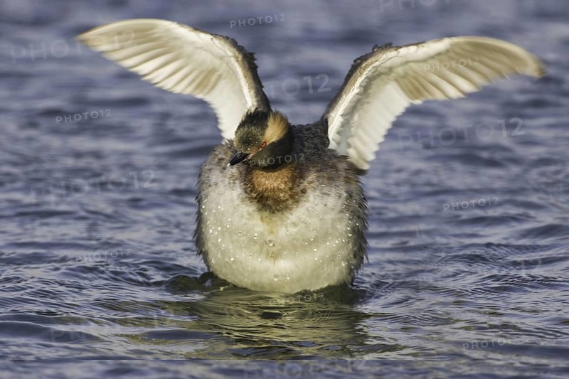 Horned Grebe (Podiceps auritus), California, USA