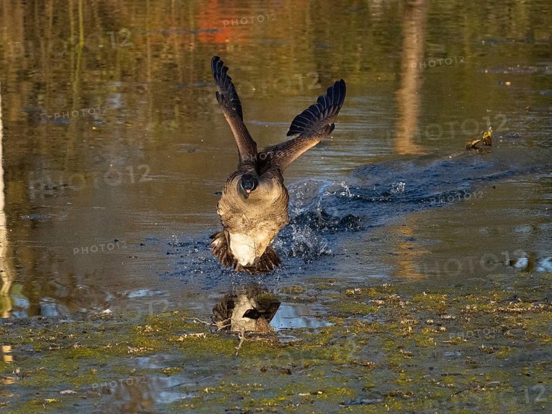 Canada goose (Branta canadensis), adult bird in flight, about to land on lake, Hesse, Germany
