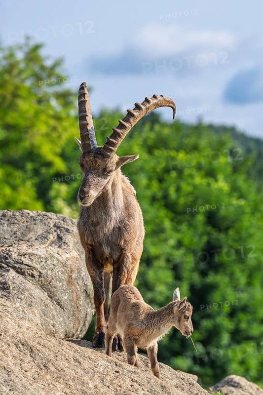 An adult male and a young ibex (Capra ibex) stand on a rock on a sunny day. A forest can be seen in the background. Carinthia, Austria