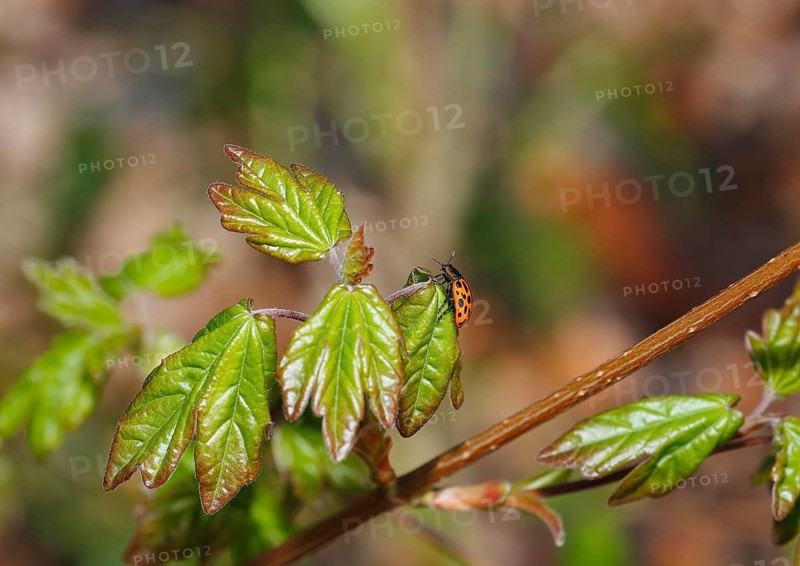 Chrysomela vigintipunctata (Chrysomela vigintipunctata) sitting on a leaf, North Rhine-Westphalia, Germany