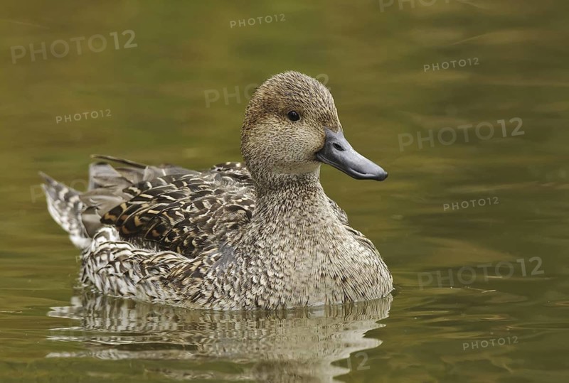 Northern Pintail (Anas acuta) female, Arizona, USA